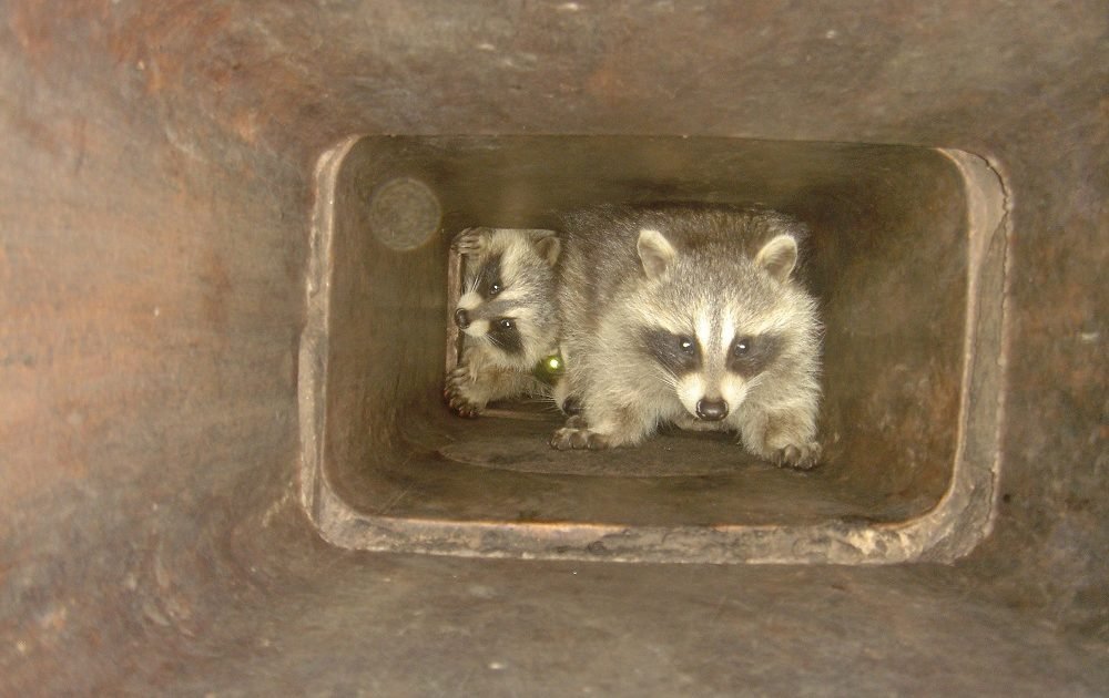 Racoons inside chimney flue